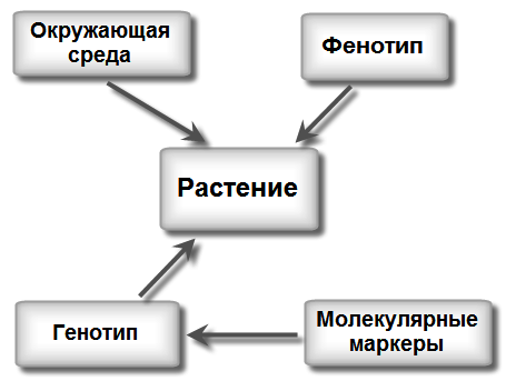 Схема WheatPGE